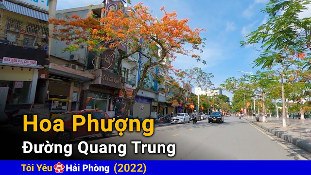 Hoa Phượng nở đỏ rực đường Quang Trung (5/2022) T&ocirc;i y&ecirc;u Hải Ph&ograve;ng
