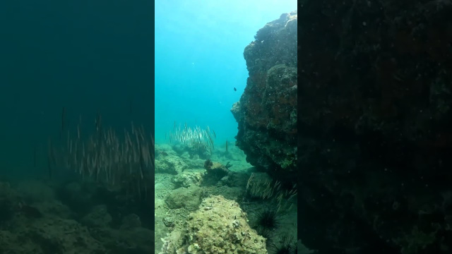 Подводная жизнь Нячанга
