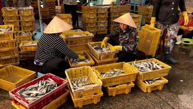 Du H&iacute; Channel - Cảng c&aacute; Mỹ Tho l&agrave; một cảng c&aacute; nhộn nhịp của th&agrave;nh phố Mỹ Tho Tiền Giang Việt Nam