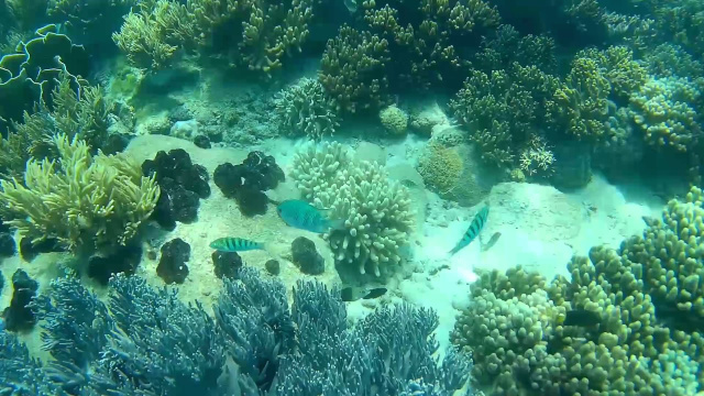 Снорклинг. Нячанг. Южные острова. о.Хон Мун. Snorkeling. Nha Trang. Southern islands. Hon Mun Island
