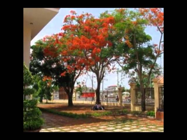Long Xuyen 2010-Xuan 2011