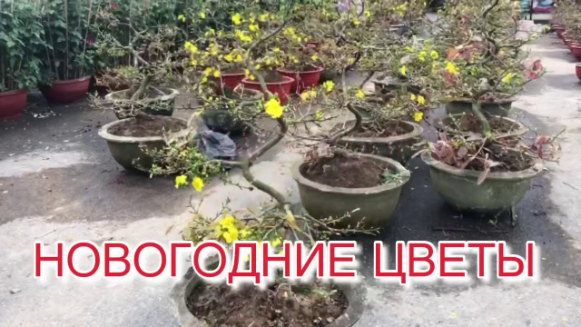 ДАНАНГ *** TODAY