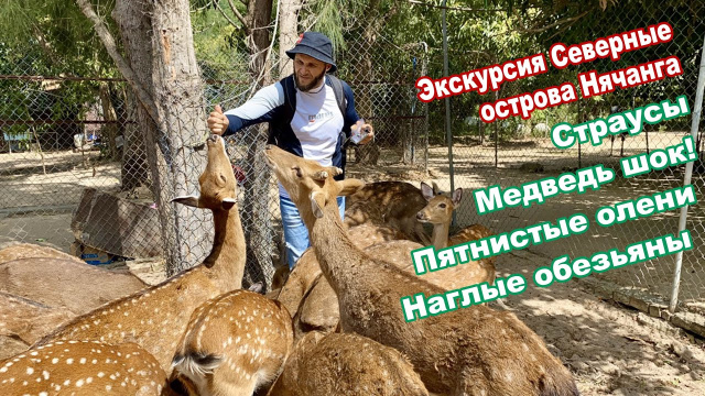 Северные острова Нячанга экскурсия. Залив Ня Фу. Пятнистые олени, наглые обезьяны, страусы и медведь