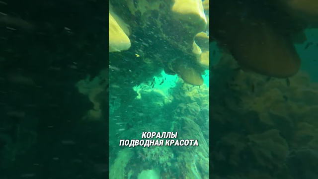 Подводный Нячанг: кораллы и рыбки! Снорклинг 🐠🤿
