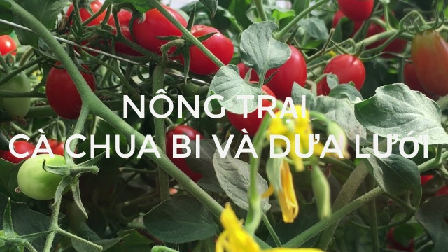 Tham quan N&ocirc;ng trại c&agrave; chua