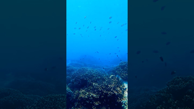 🌊 UNDERWATER WORLD OF NHA TRANG | MORNING YACHT CRUISE 🛥🐠