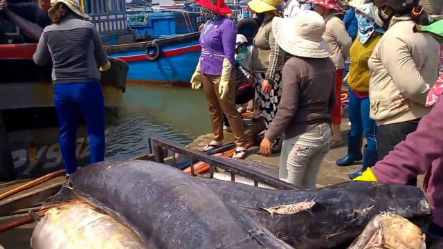 Nhớ những ng&agrave;y ở cảng c&aacute;  Phường 6, Tp Tuy H&ograve;a, Ph&uacute; Y&ecirc;n