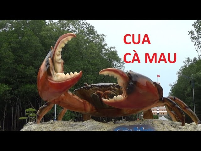 C&Agrave; MAU: Mốc tọa độ GPS 0001, Việt Nam( gặp con cua to)