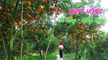 Vườn Qu&yacute;t Hồng Lai Vung Hai Kiệt l&agrave;m du kh&aacute;ch m&ecirc; mẫn | Du lịch Đồng Th&aacute;p Tết 2018  | ZaiTri