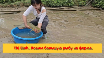 Thị B&igrave;nh. Вьетнам. Ловим большую рыбу на ферме на продажу.