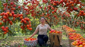 Собираю дикую хурму в лесу, чтобы продать на рынке. Энн. Жизнь во Вьетнаме