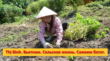 Thị B&igrave;nh. Вьетнам. Сельская жизнь. Сажаем батат.