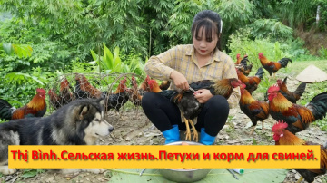 Thị B&igrave;nh. Вьетнам. Сельская жизнь. Петухи и корм для свиней.