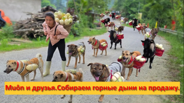 Mu&ocirc;n и друзья из Вьетнама. Собираем горные дыни на продажу.
