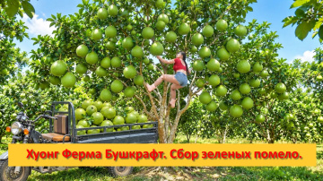 Хуонг Ферма Бушкрафт. Вьетнам. Сбор зеленых помело на продажу.