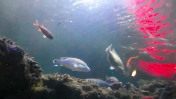 #Вьенам #Vietnam #Винперл #Vinpearl #Аквариум #Aquarium #Нячанг #Nhatrang, 2014