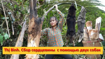 Thị B&igrave;nh. Вьетнам. Сельская жизнь. Сбор сердцевины  с помощью двух собак