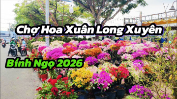 Chợ Hoa Xu&acirc;n Long Xuy&ecirc;n 2026 - spring flowers | Phạm Long