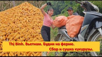 Thị B&igrave;nh. Вьетнам. Будни на ферме. Сбор и сушка кукурузы.