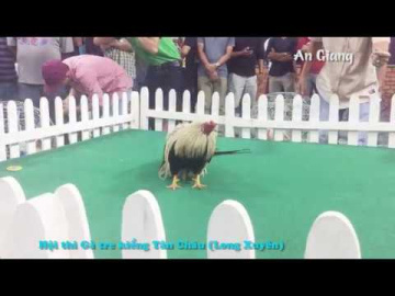 Hội Thi G&agrave; Tre Kiển T&acirc;n Ch&acirc;u | To&agrave;n Quốc | #Hoithi #Gatre