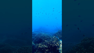 🌊 UNDERWATER WORLD OF NHA TRANG | MORNING YACHT CRUISE 🛥🐠