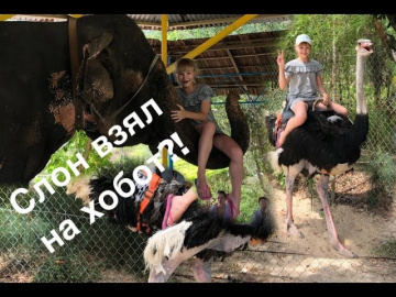 Влог Вьетнам Нячанг/Часть 3/Острова Няфу/Слон и Страус!