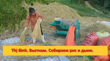 Thị B&igrave;nh. Вьетнам. Собираем рис и дыни.