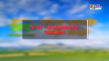 &ldquo;RỆP S&Aacute;P&rdquo; - NỖI LO CHO VƯỜN C&Agrave; PH&Ecirc; TRONG M&Ugrave;A KH&Ocirc;