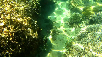 Diving in Vietnam. Island Hon Mun. Corals