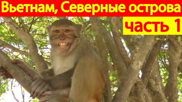 Вьетнам, Нячанг, Северные острова, делаем ставки, кто победит, выступления животных